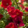 Combo – Bloomin Glory – 12″ Fiber Hanging Basket